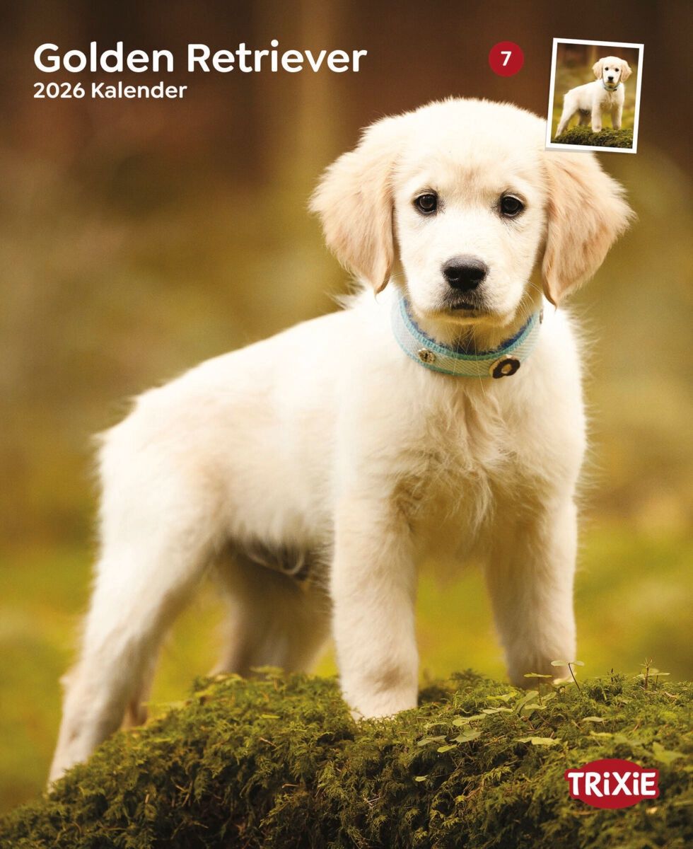 Kalender Golden Retrievers 12560