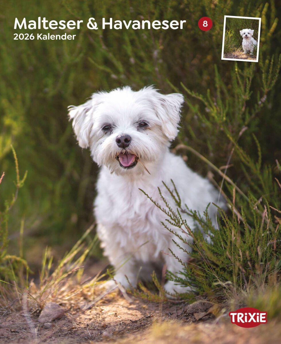 Kalender Maltezer/Havanezer 12563