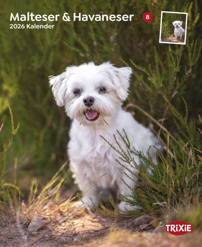Kalender Maltezer/Havanezer 12563
