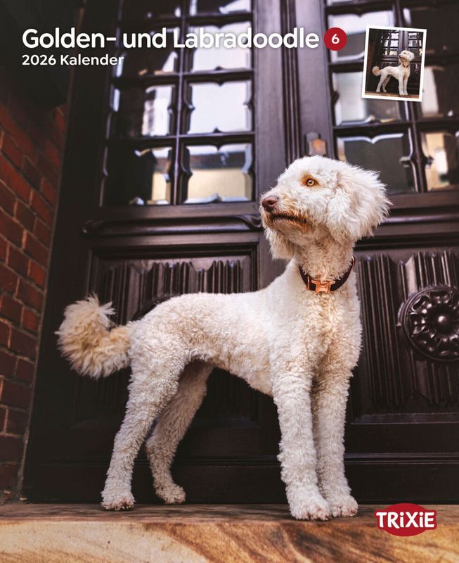 Kalender Golden- en Labradoodles 12559