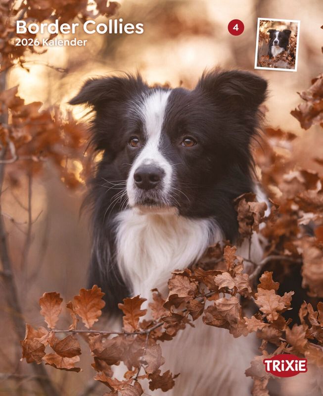 Kalender Border Collies 12550