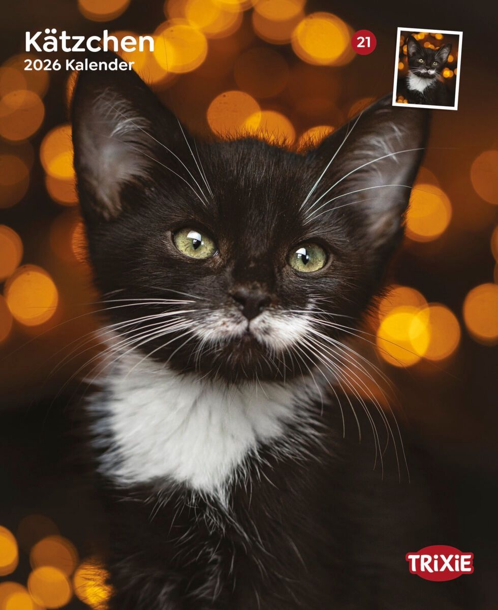 Kalender kittens 12591