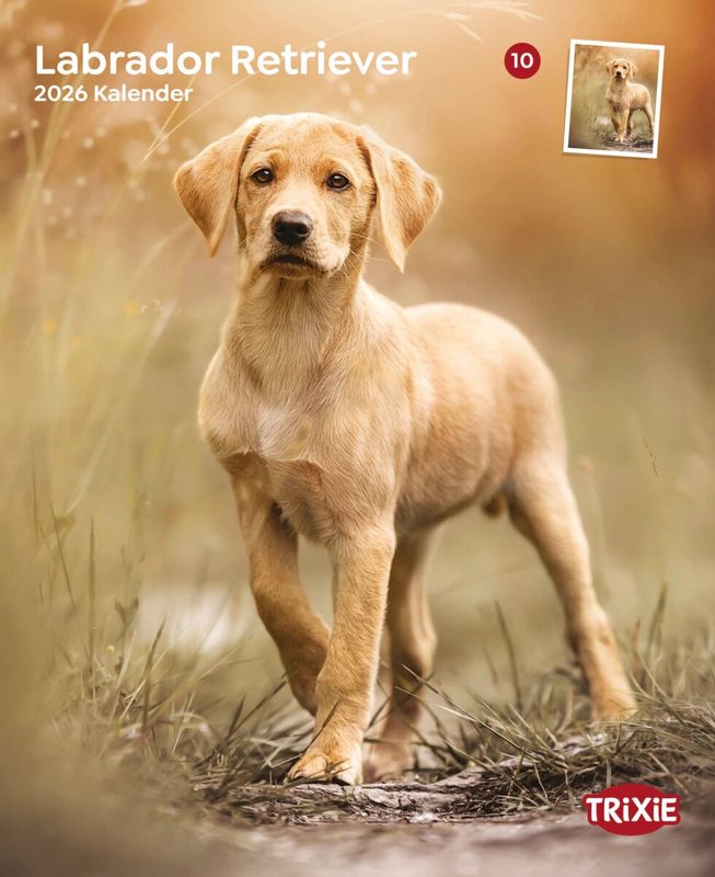 Kalender Labrador Retrievers 12568