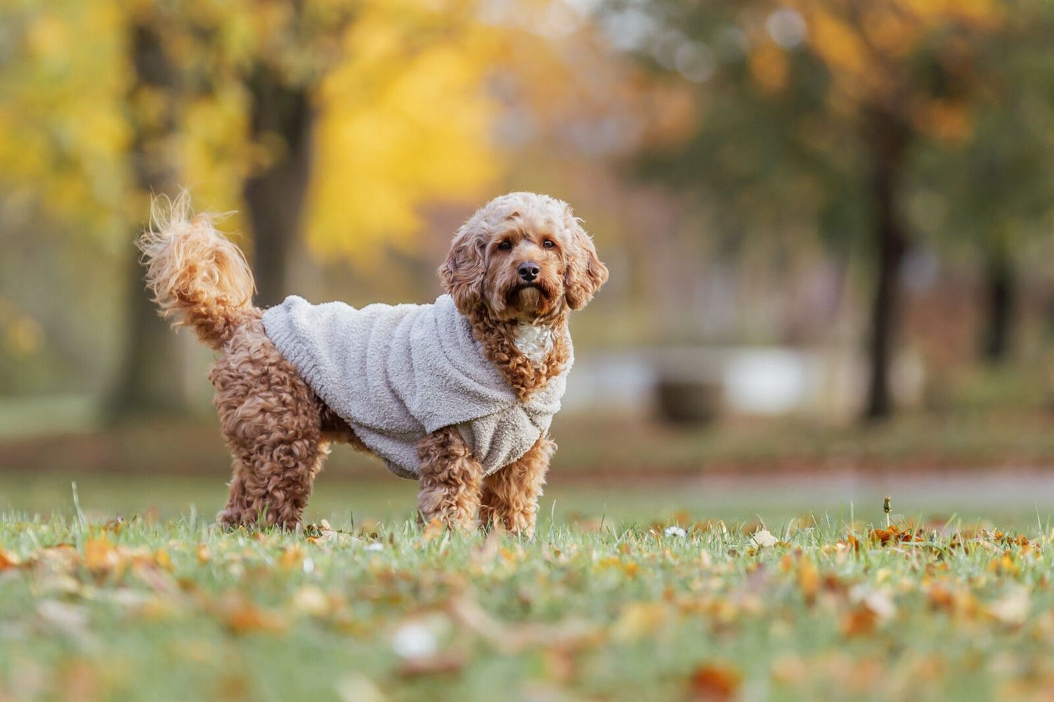 Hoodie Carson zand