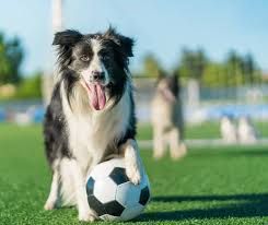 Voetbal