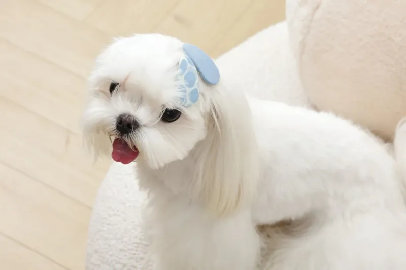 M-PETS GLAM Hair Accessories for pets clip Blue 60902499