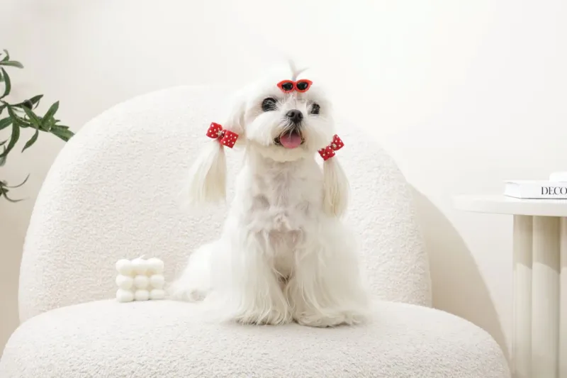 M-PETS GLAM Hair Accessories for pets clip&amp;rubber band Red 60900299