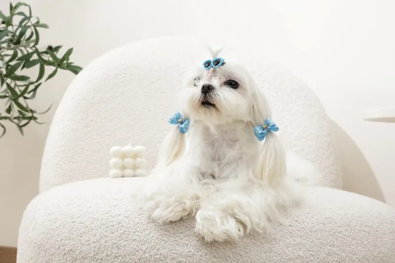 M-PETS GLAM Hair Accessories for pets clip&amp;rubber band Blue