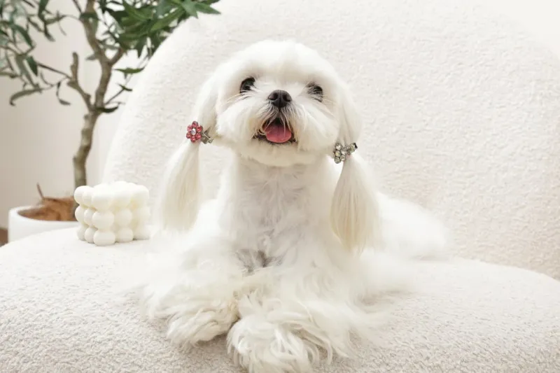 M-PETS GLAM Hair Accessories for pets flower shape clip Pink&amp;White 60901499