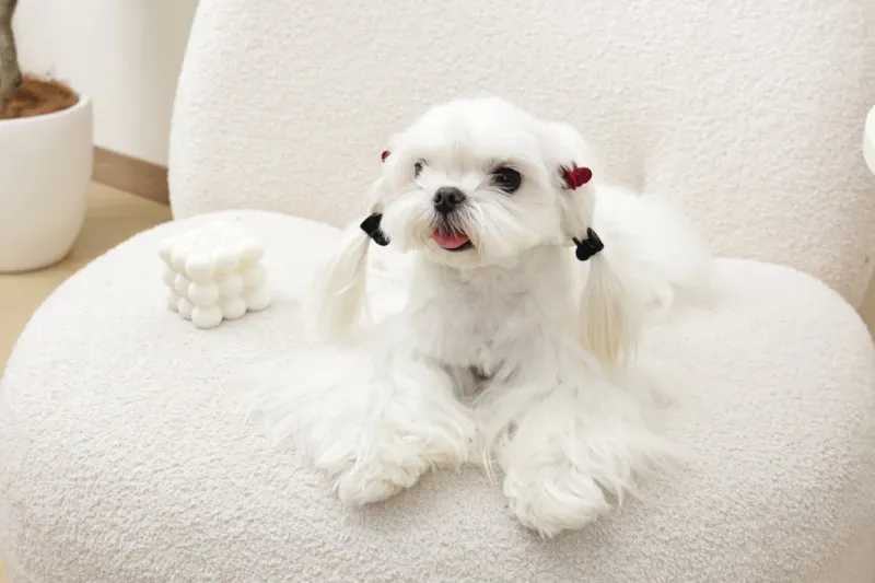 M-PETS GLAM Hair Accessories for pets heart shape clip Black&amp;Red 60901199