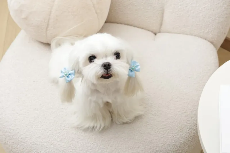M-PETS GLAM Hair Accessories for pets rubber band with pearl Blue 60900699