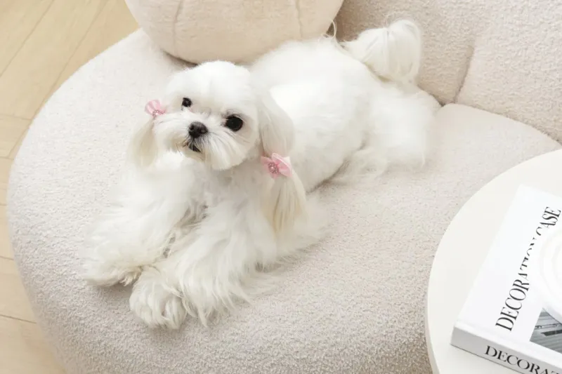 M-PETS GLAM Hair Accessories for pets rubber band with pearl Pink 60900799