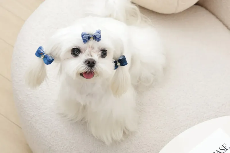 M-PETS GLAM Hair Accessories for pets rubber band Blue 60900999