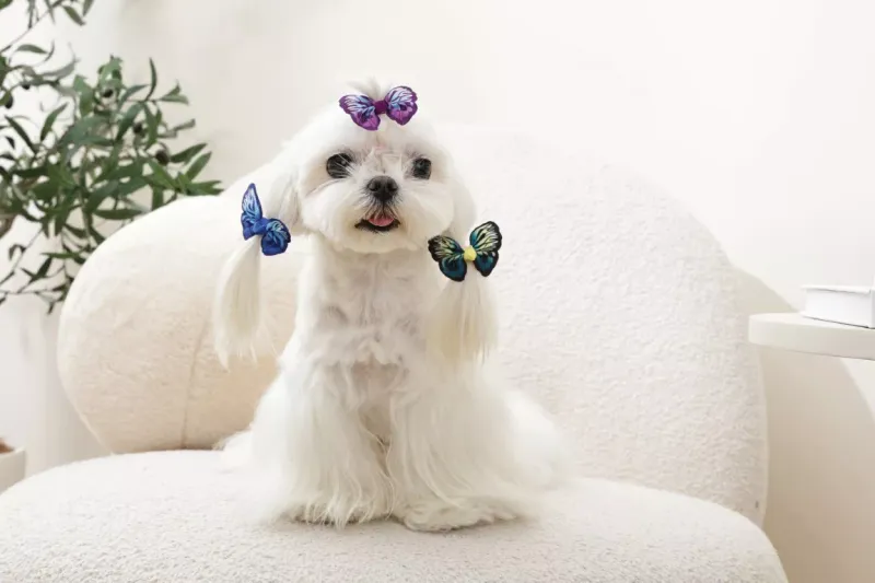 M-PETS GLAM Hair Accessories for pets rubber band Blue Purple Green 60900899