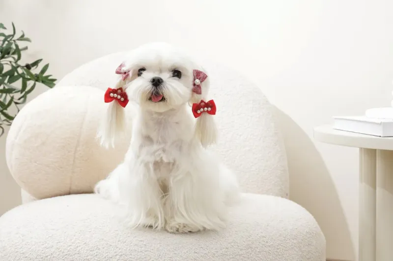 M-PETS GLAM Hair Accessories for pets rubber band Red 60900599