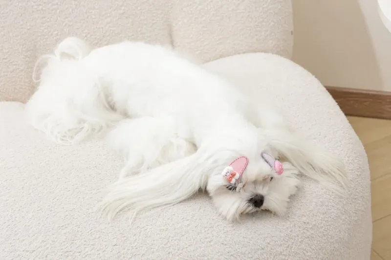 M-PETS GLAM Hair Accessories for pets clip Pink 60901699