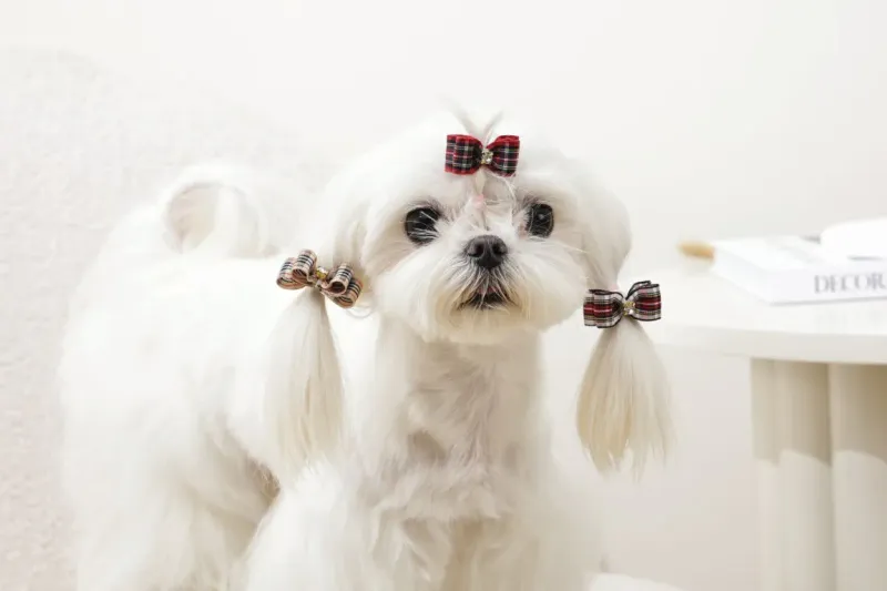 M-PETS GLAM Hair Accessories for pets rubber band Red 60901099
