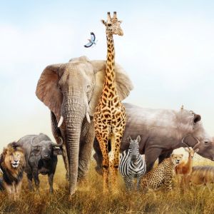 SEMAINE 6 - SAFARI MONDIAL (29 juillet au 1 août 2025)