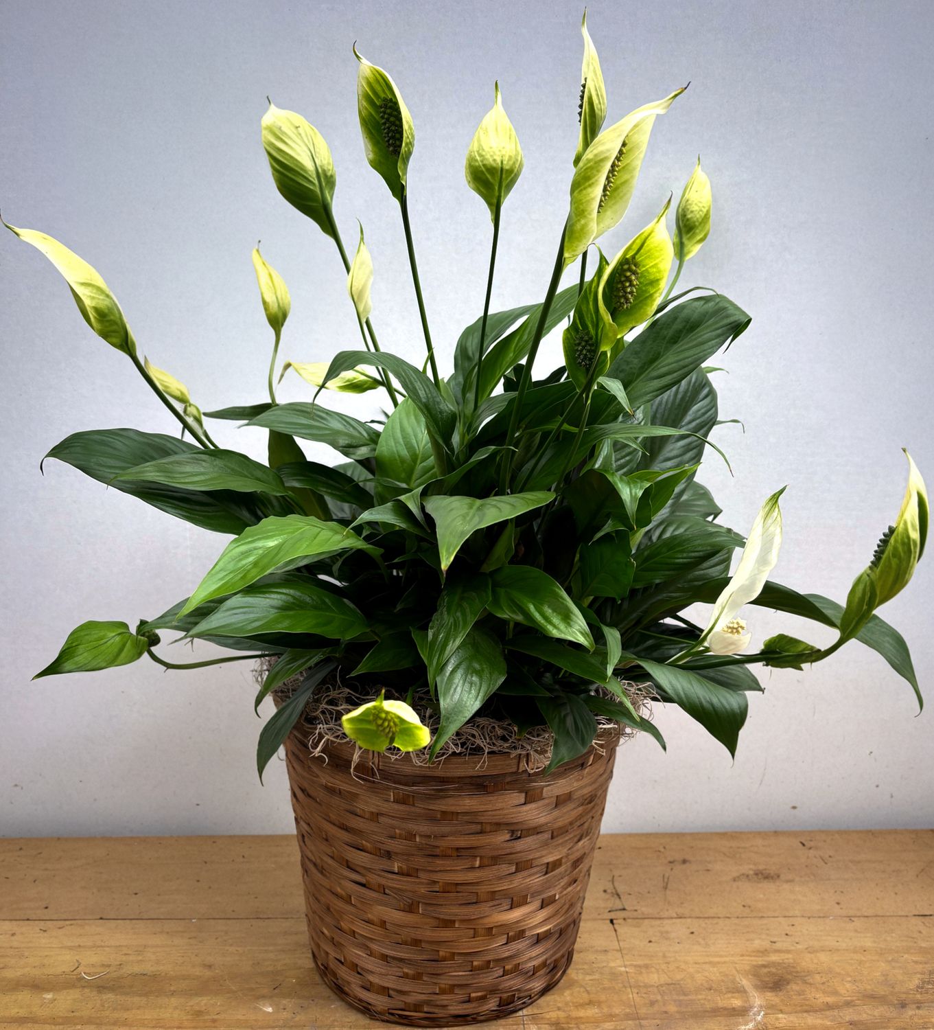 Floor plant