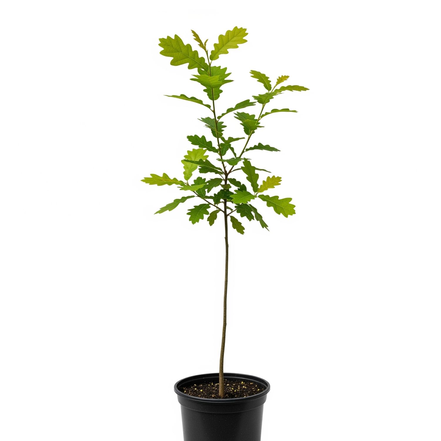 Kentucky native, superhero, starter tree