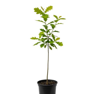 Kentucky native, superhero, starter tree