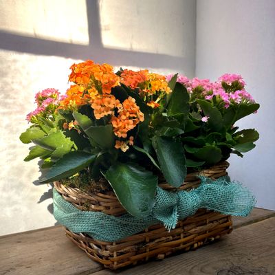 Kalanchoe Kaleidoscope