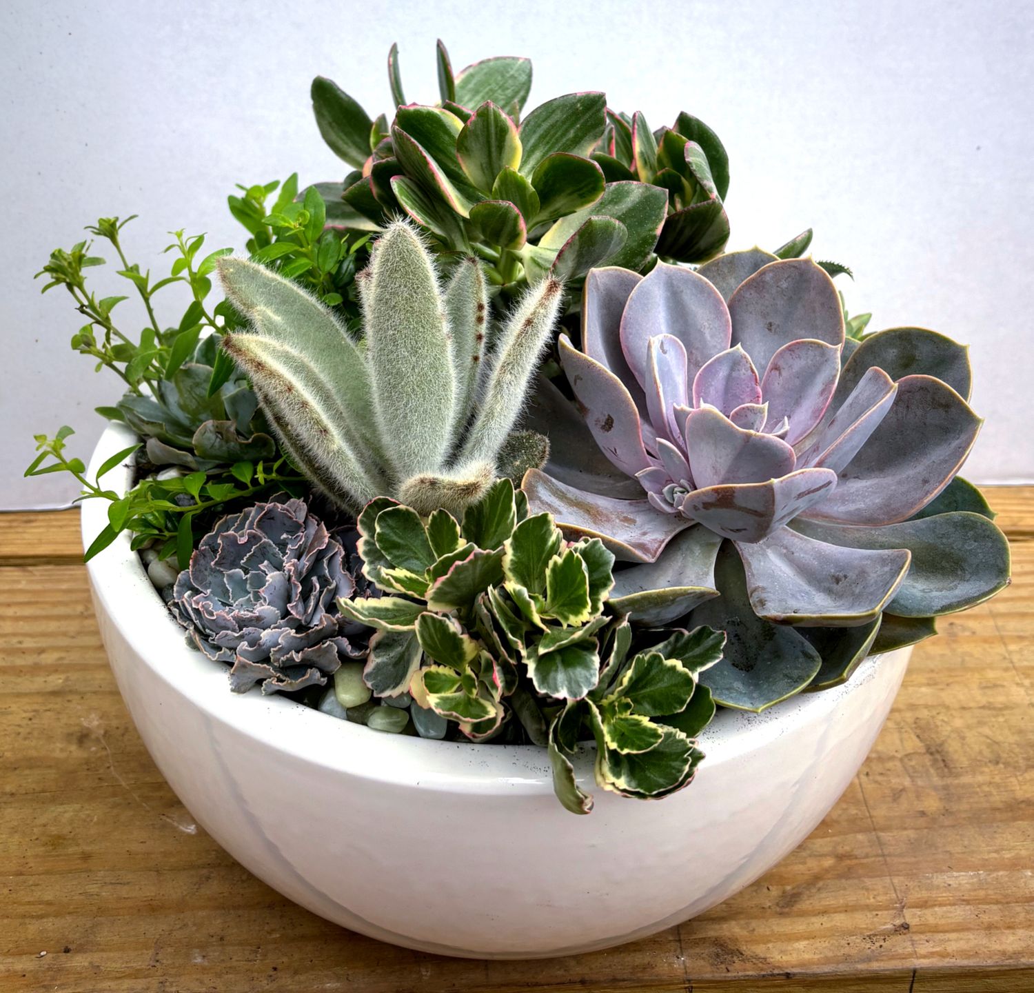 Stuck on Succulents