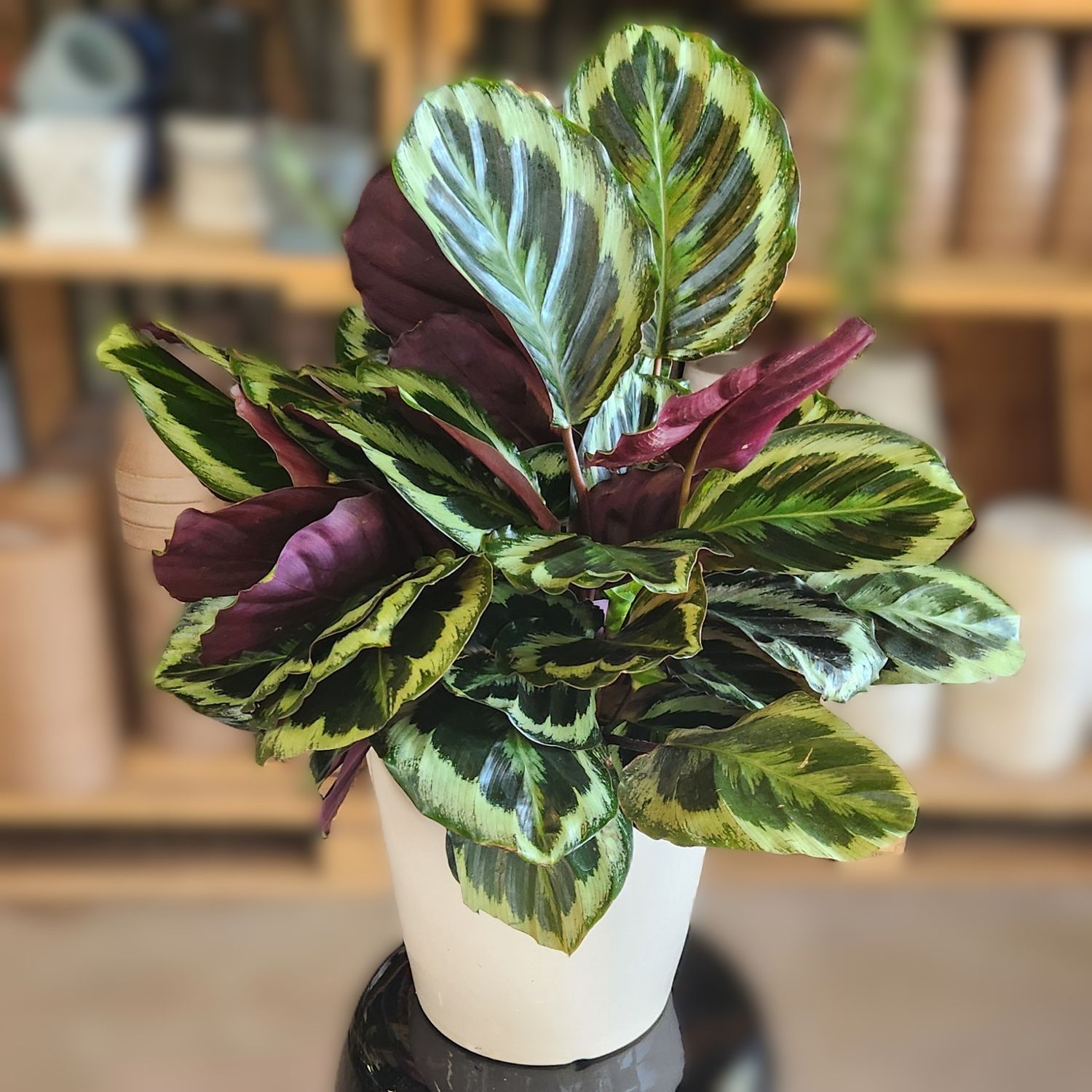 Calathea Medallion