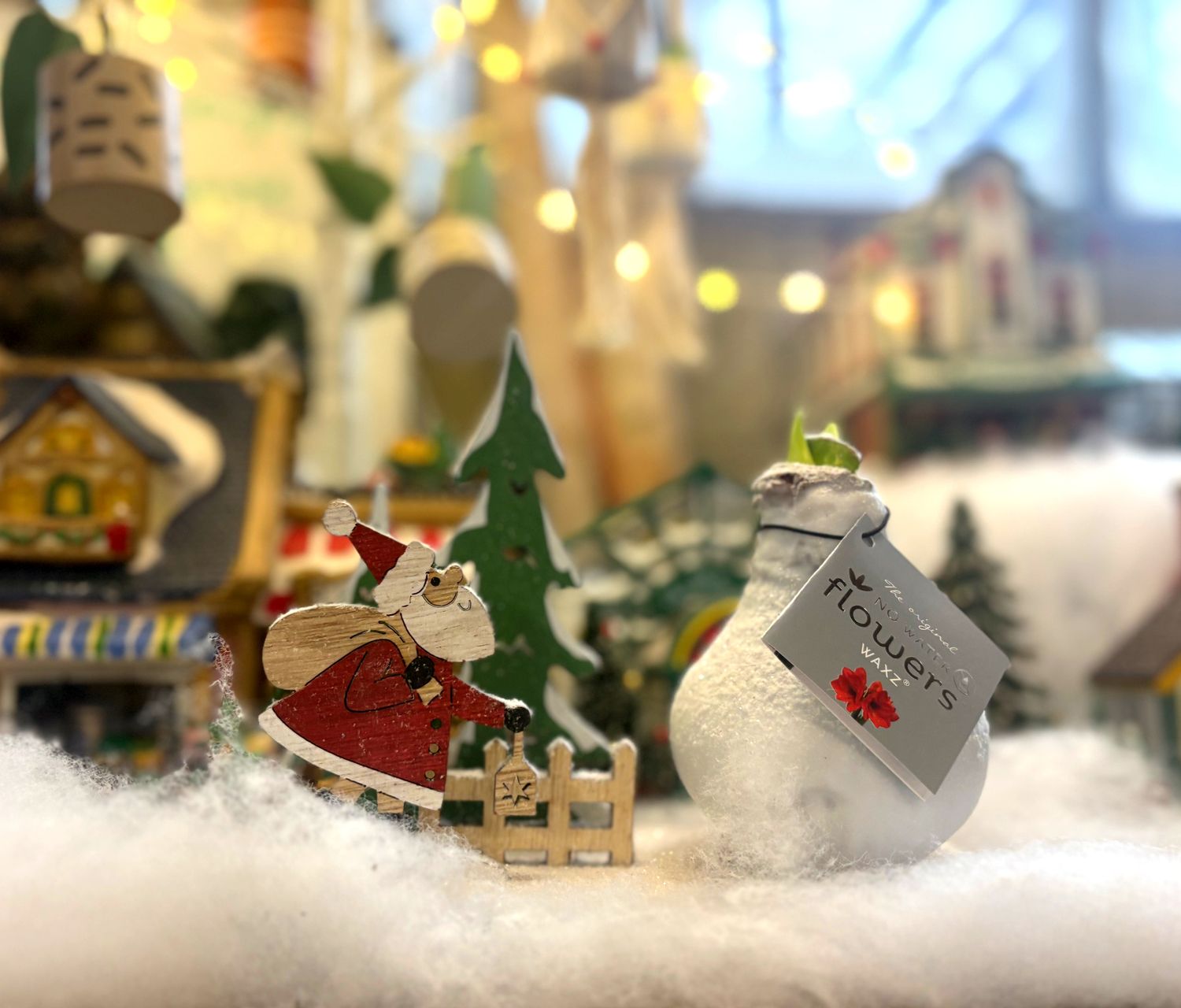 Winter Wonderland Waterless Amaryllis