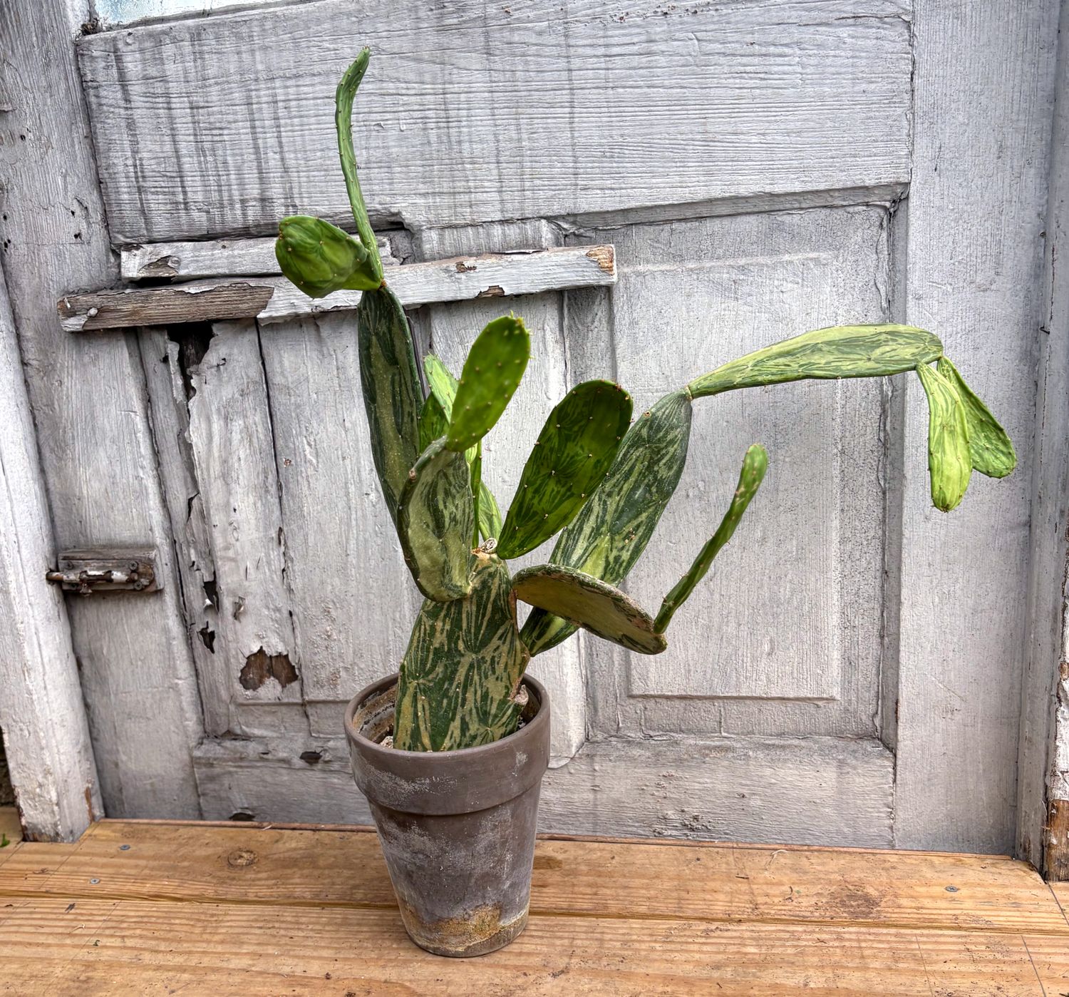 Old World Variegated Opuntia Cactus