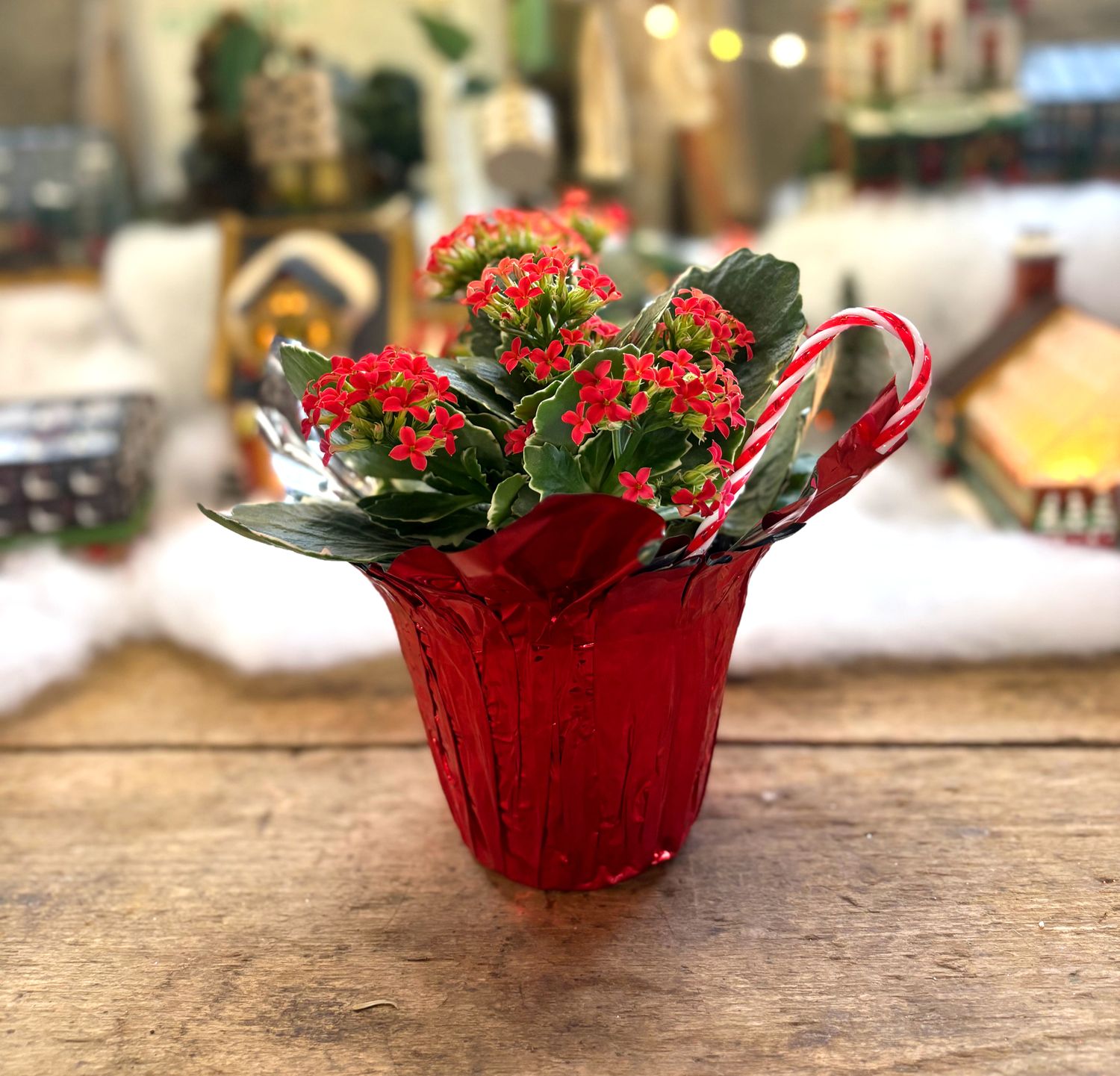 Kandy Kane Kalanchoe