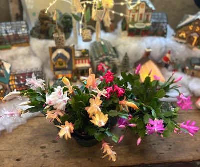 Assorted Small Holiday Cactus