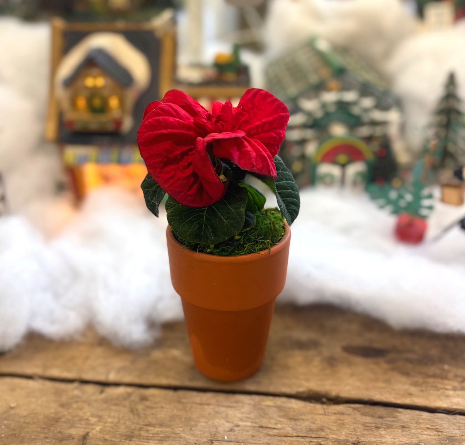 Mini Winter Rose Poinsettia