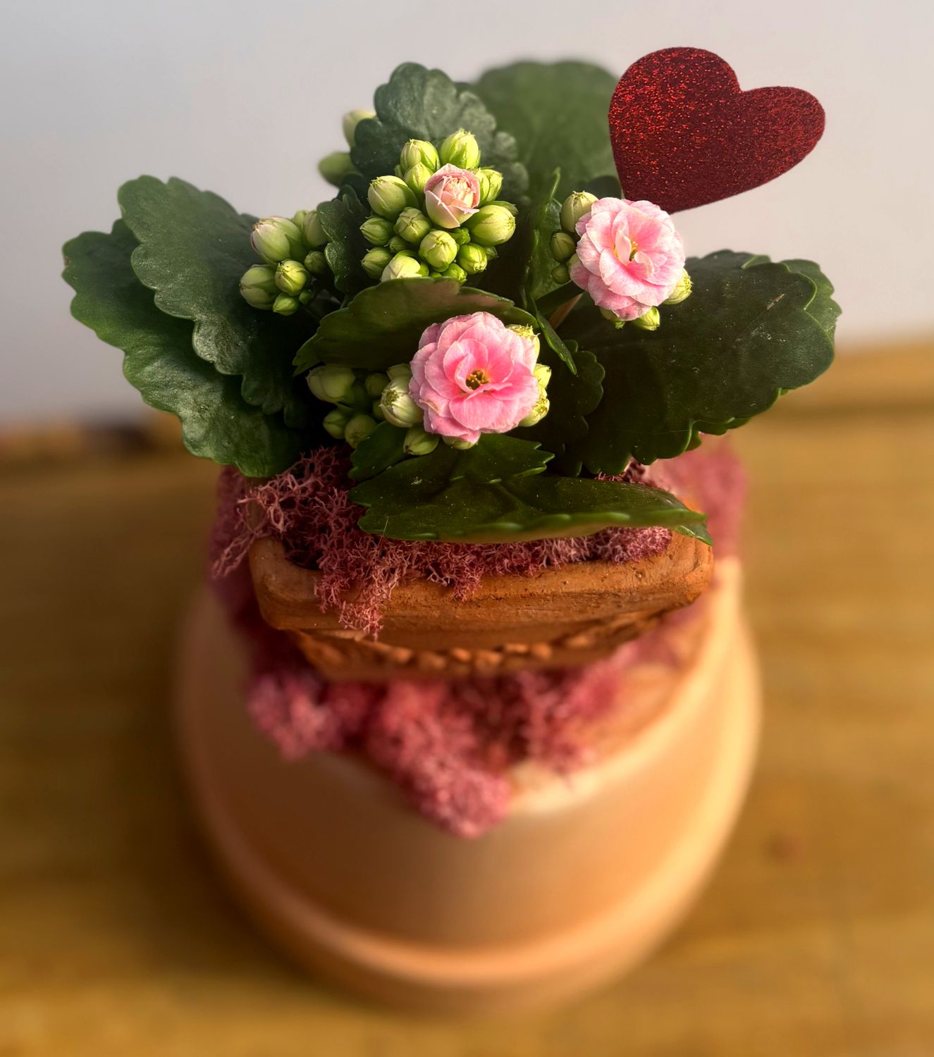 Mini Calandiva in Assorted Italian Clay