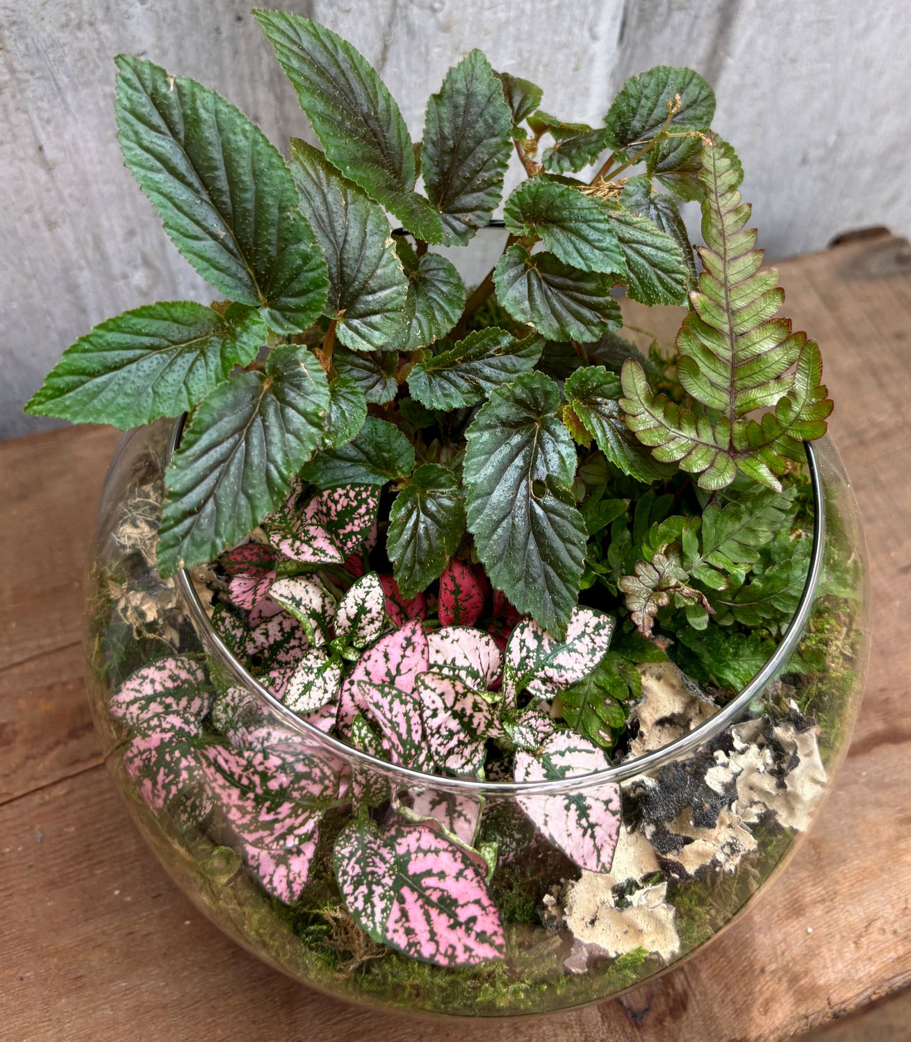 Build Your Own Paradise Terrarium Kit
