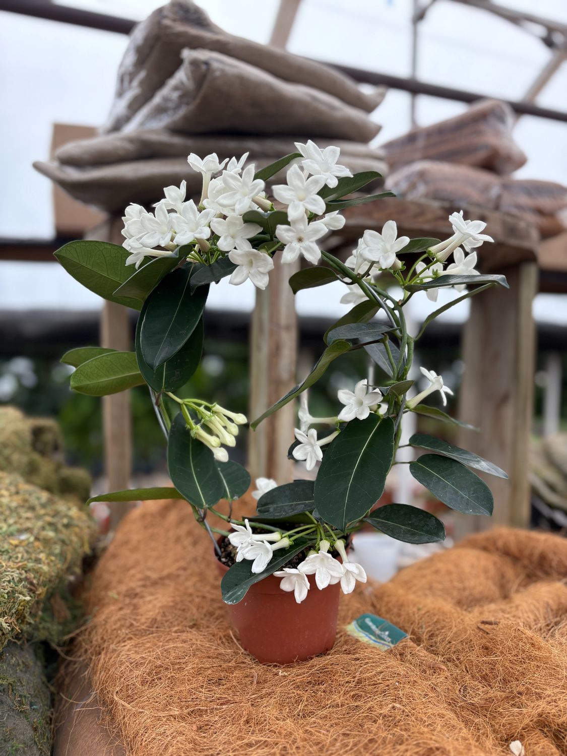 Stephanotis 6" Pot