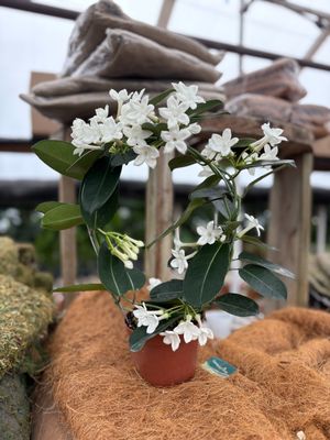 Stephanotis 6" Pot