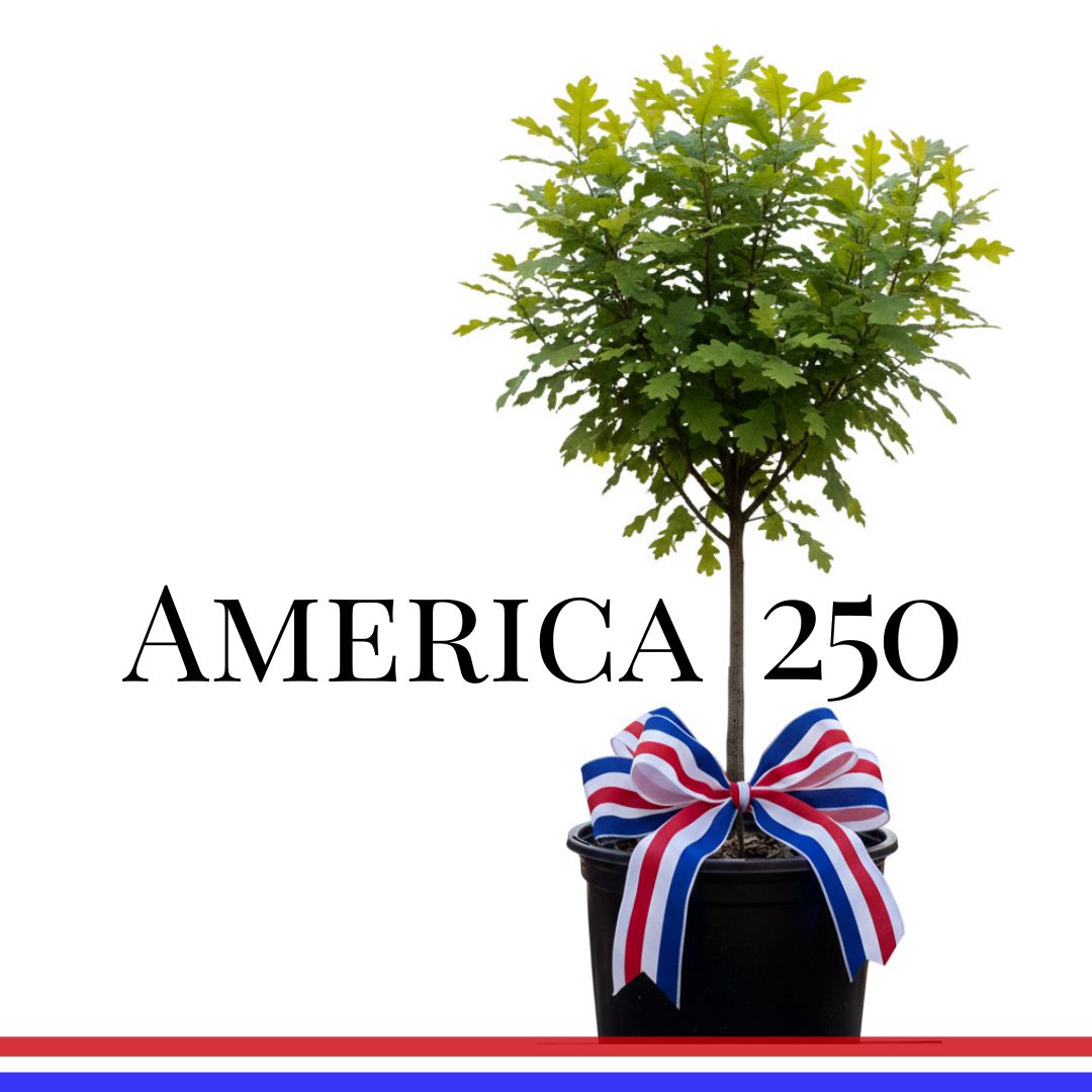 Kentucky native Oak trees for your yard