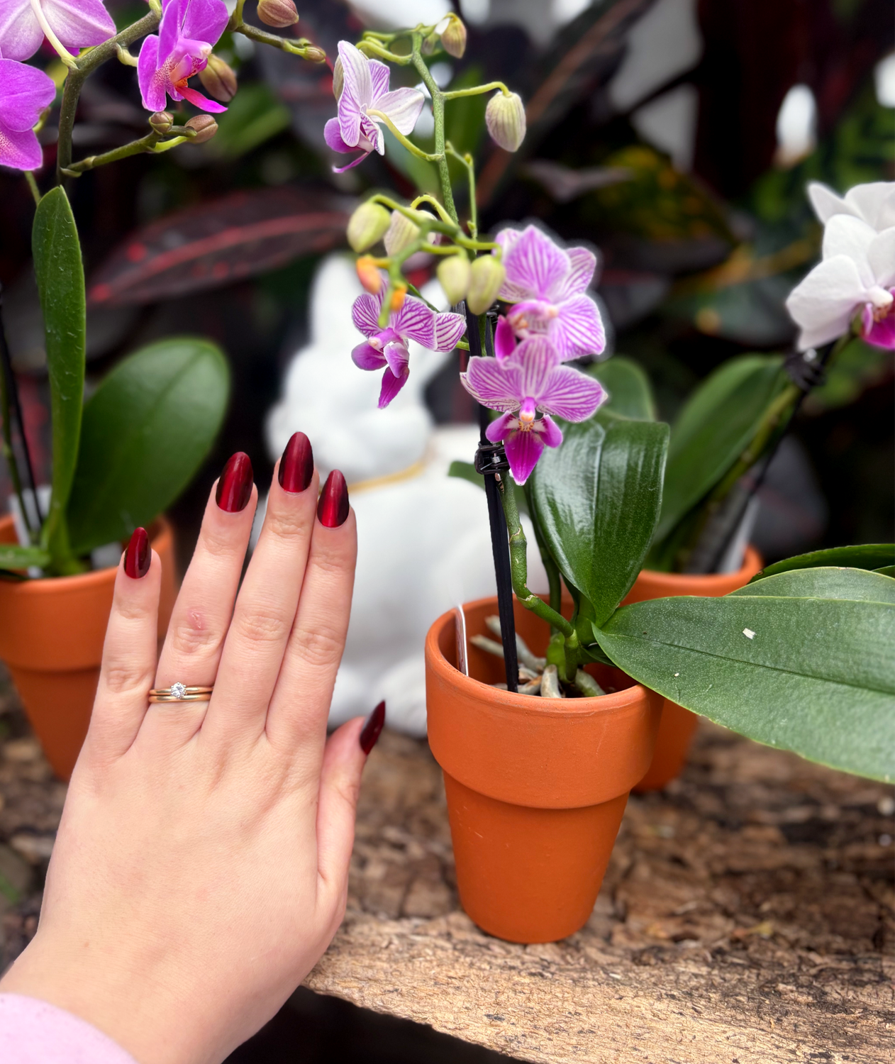 Mini Orchid in Clay Rose Pot