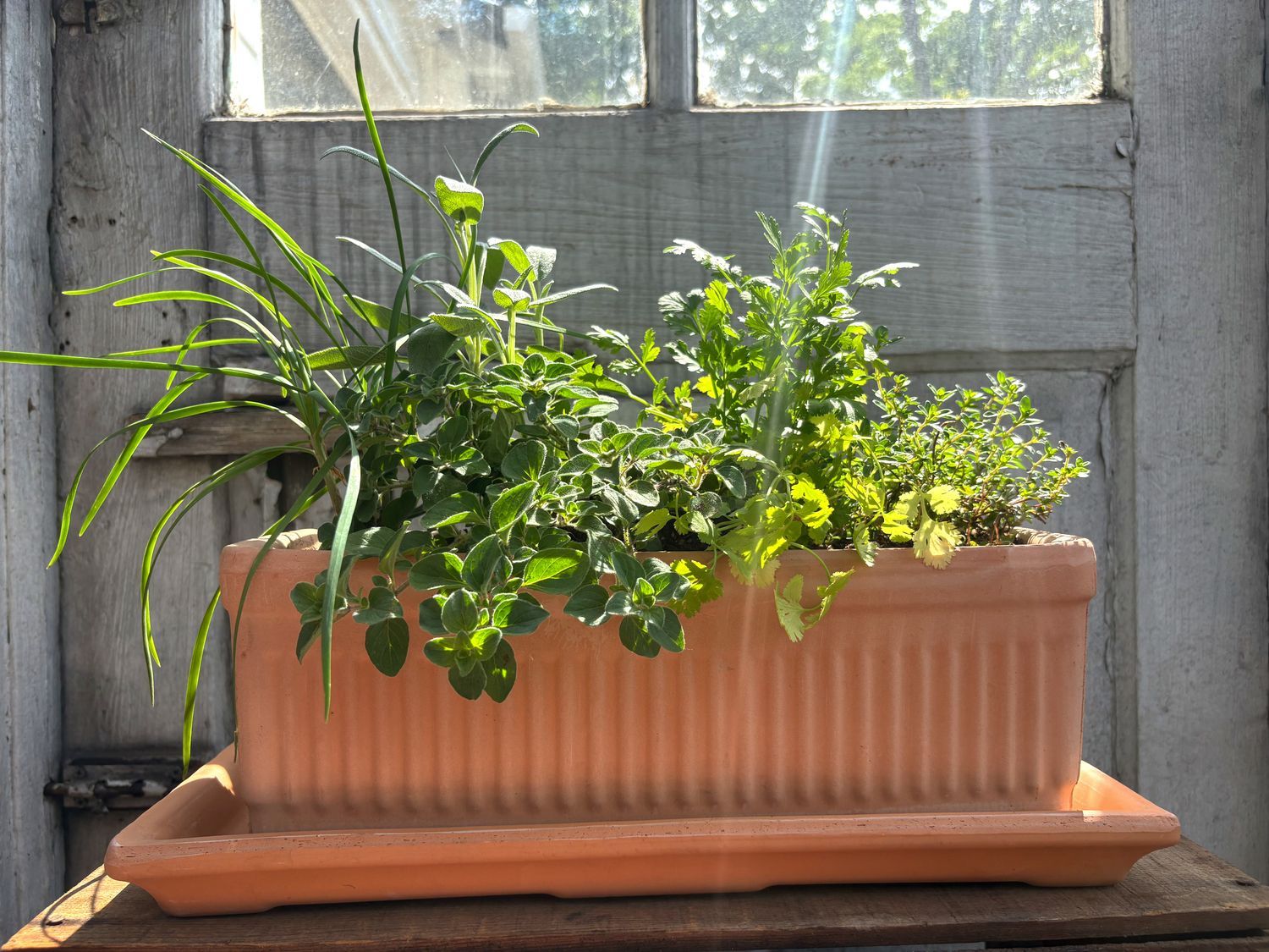 Herb Window Box w/Saucer
