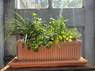 Herb Window Box w/Saucer