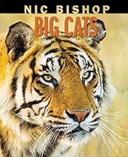 Big Cats by Nic Bishop (Illustrator); 2019. Hardcover (Ch-NF)