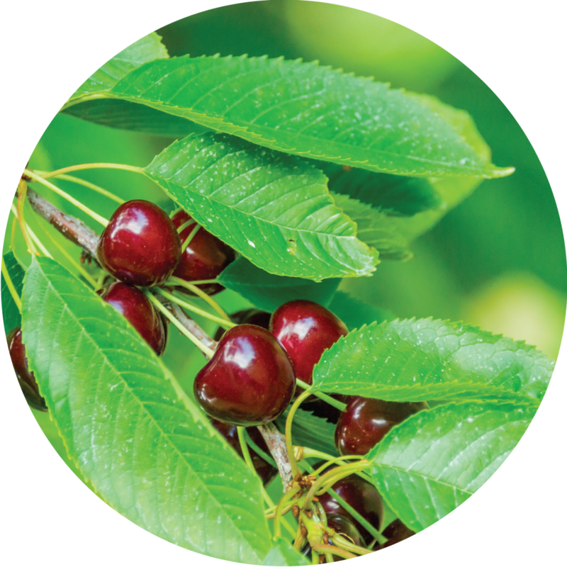 CHERRIES | THIN MAGNET