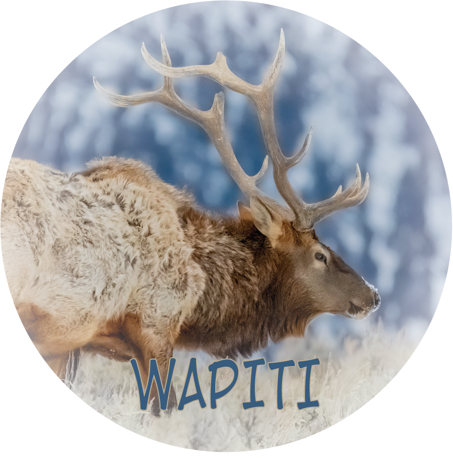 WAPITI