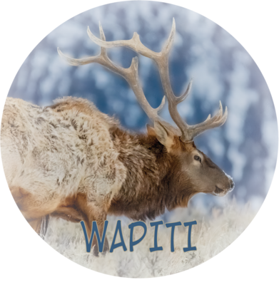 WAPITI