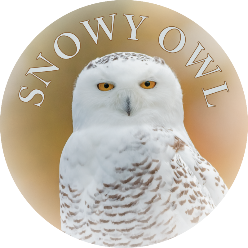 SNOWY OWL | THIN MAGNET