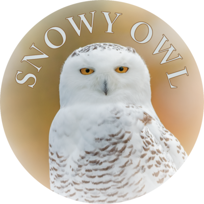 SNOWY OWL | THIN MAGNET