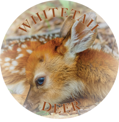 WHITETAIL DEER | THIN MAGNET