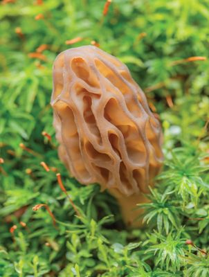THE MOREL | 500 PIECE PUZZLE