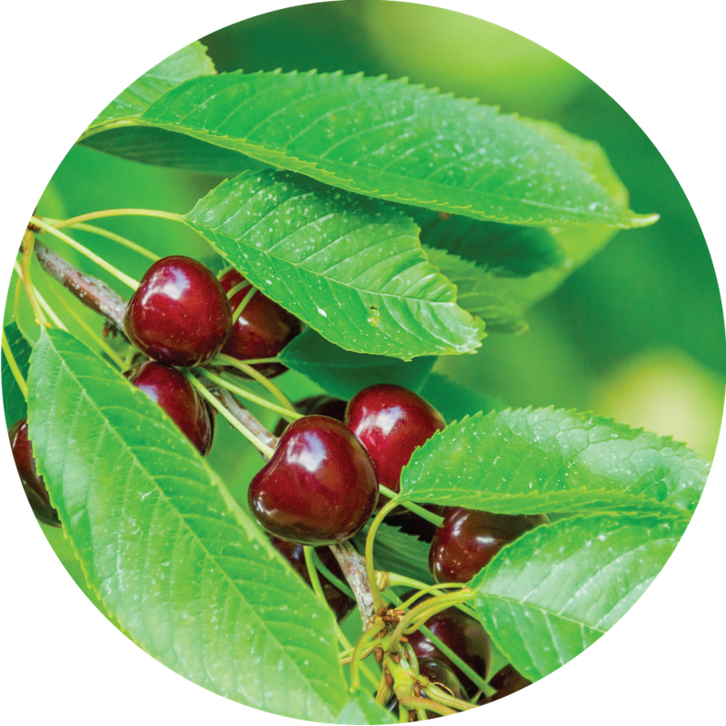 CHERRIES | THIN MAGNET